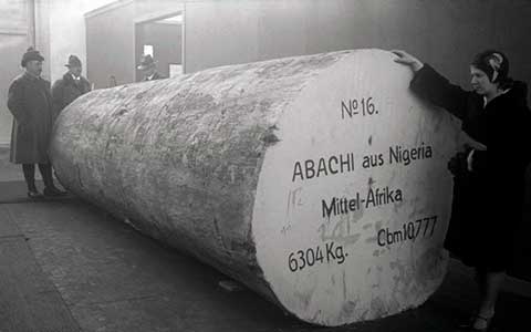 Зелёная неделя в выставочных залах в Берлине. Гигантский ствол дерева из Нигерии весом 6,3 тонны