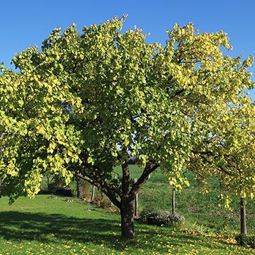 Абрикос обыкновенный (Prunus armeniaca)