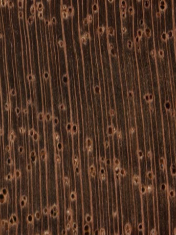Акация низбегающая (Acacia decurrens) – торец доски – волокна древесины, увел. 10х