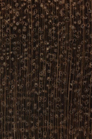 Акация Коайа (Acacia koaia) – торец доски – волокна древесины, увел. 10х