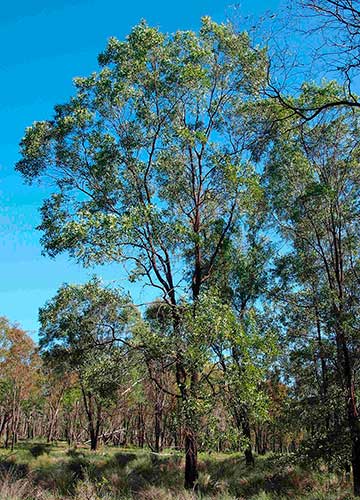 Взрослое дерево Acacia rhodoxylon