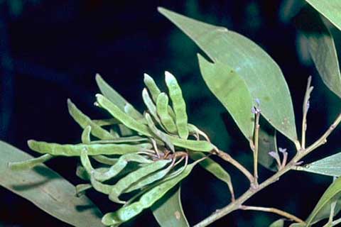Листья и стручки (Acacia rhodoxylon)