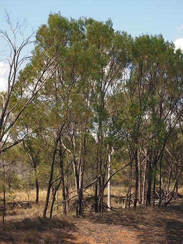 Акация Ширли (Acacia shirleyi)