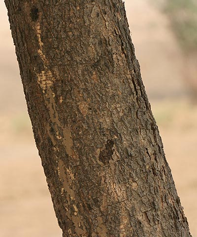 Ствол дерева. Фаридабад, Харьяна, Индия