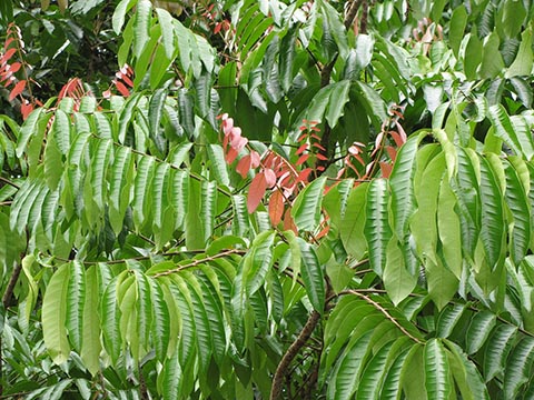 Молодые красные листья в саду Кахану (Гавайи)