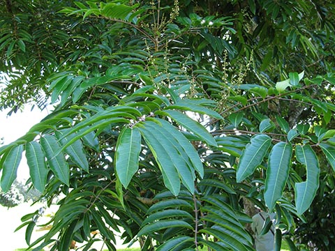 Листья в саду Кахану (Гавайи)