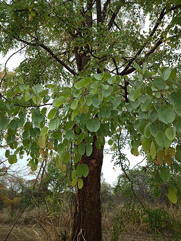 Фрагмент дерева Hardwickia binata
