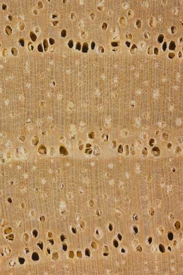 Лумбанг (Aleurites moluccanus) – торец доски – волокна древесины, увел. 10х