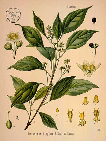 Ботаническая иллюстрация из книги Лекарственные растения Кёлера (Köhler’s Medizinal-Pflanzen), 1887