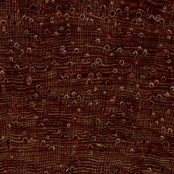 Бирманский палисандр (Dalbergia oliveri) – торец доски – волокна древесины, увел. 10х