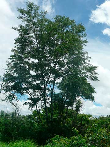 Дерево, растущее в естественной среде обитания (Dalbergia greveana)