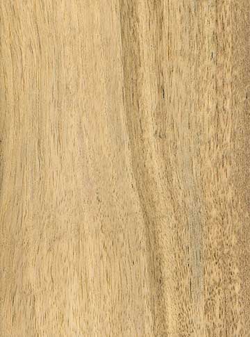 Хурма виргинская (Diospyros virginiana) – древесина шлифованная