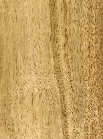 Хурма виргинская (Diospyros virginiana) – древесина под лаком