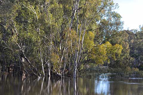 Эвкалипт камальдульский (Eucalyptus camaldulensis). Река Эдвард, Новый Южный Уэльс (Австралия)
