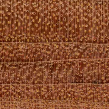 Палисандр Тиете (Guibourtia hymenaeifolia) – торец доски – волокна древесины