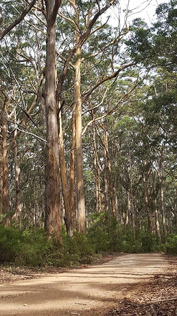 Деревья Карри в лесу Борануп (Boranup, Западная Австралия)