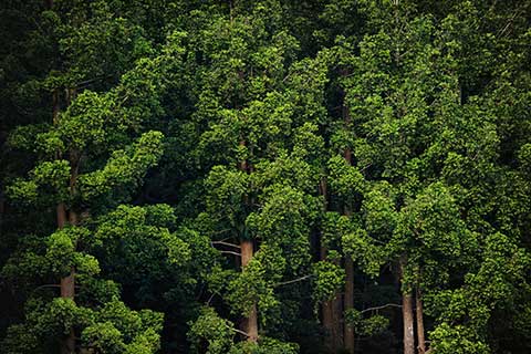Деревья, растущие в лесу Геде Пангранго