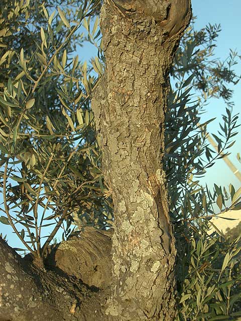 Ствол оливкового дерева