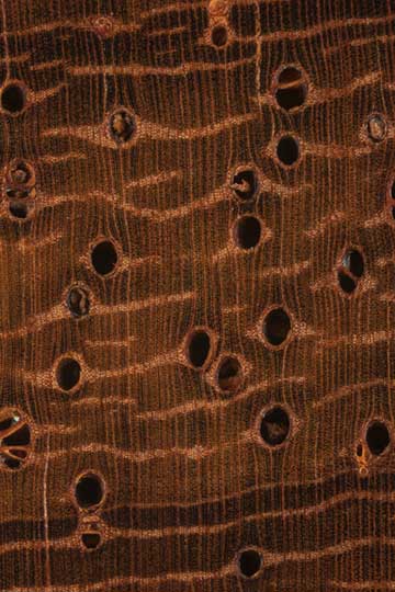 Африканский падук (Pterocarpus soyauxii) – торец доски – волокна древесины, увел. 10х
