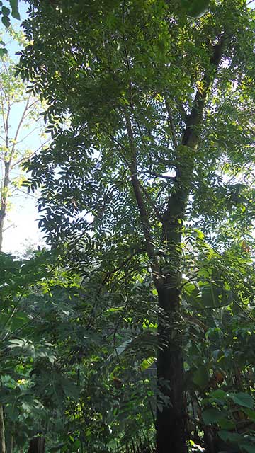 Дерево Нарра (Pterocarpus indicus)