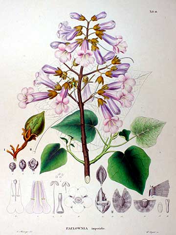 Ботаническая иллюстрация из книги Зибольда и Цуккарини «Flora Japonica», 1870