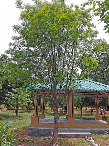 Восточно-индийское сатиновое дерево в Вишакхапатнаме
