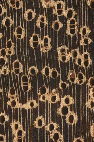 Сукупира (Bowdichia nitida) – торец доски – волокна древесины, увел. 10х
