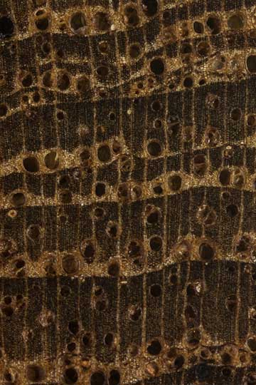 Тик (Tectona grandis) – торец доски – волокна древесины, увел. 10х