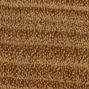 Зантоксилум жёлтый или Вест-индское сатиновое дерево (Zanthoxylum flavum) – торец доски – волокна древесины, увел. 10х