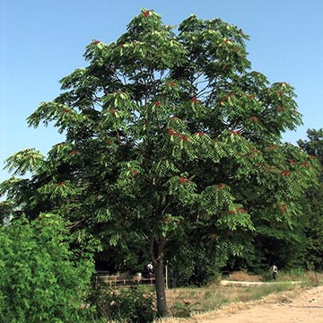 Общий вид дерева (отдельностоящее и с листьями)