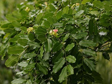 Afzelia quanzensis – цветки