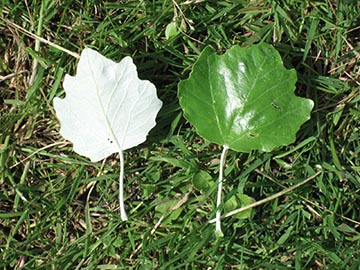 Тополь белый (Populus alba). Листья: нижняя сторона – слева, верхняя сторона – справа