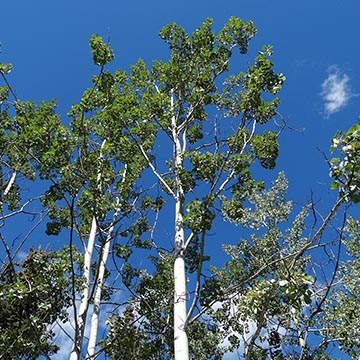 Тополь волосистоплодный (Populus trichocarpa)