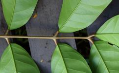 Андироба (Carapa guianensis)