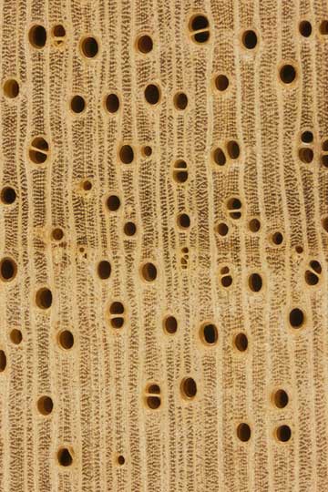 Абаши (Triplochiton scleroxylon) – торец доски – волокна древесины, увел. 10х