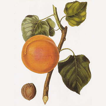 Абрикос обыкновенный - ботаническая иллюстрация