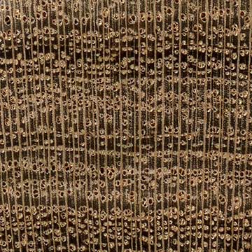 Афата (Cordia trichotoma) – торец доски – волокна древесины