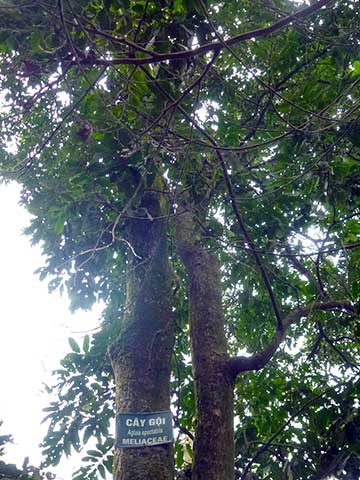 Aglaia spectabilis (храм Хунг, Вьетнам)