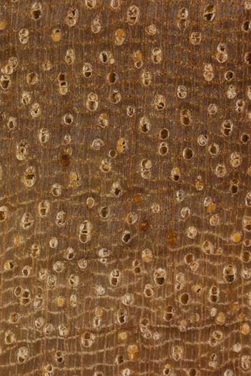 Амура (Aglaia spectabilis) – торец доски – волокна древесины