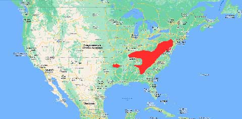 Естественная изначальная область распространения Робинии ложноакациевой (Robinia pseudoacacia) – восток Соединенных Штатов (1938 г.)