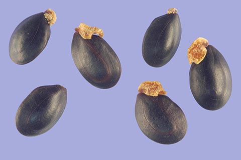 Семена Acacia decurrens