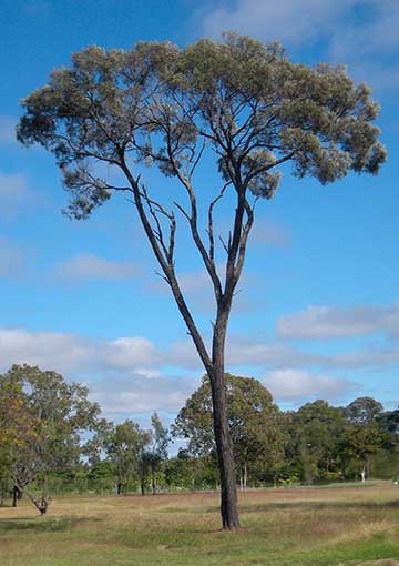 Оставшееся дерево Бригалоу, высотой ~20 м. Прибрежный центр Квинсленда