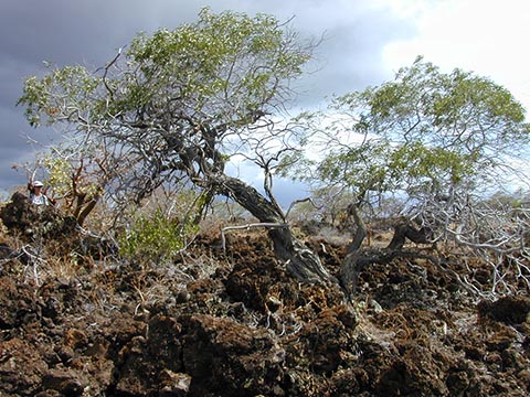 Acacia koaia – общий вид