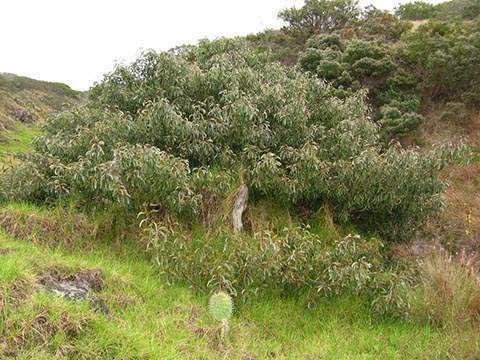 Дерево Коайа, демонстрирующее невысокую, широкую форму