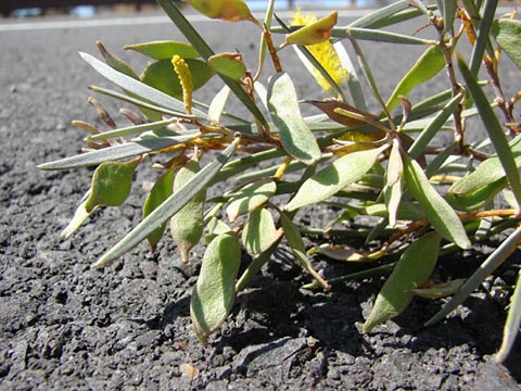 Ветка Acacia aneura с семенными коробочками