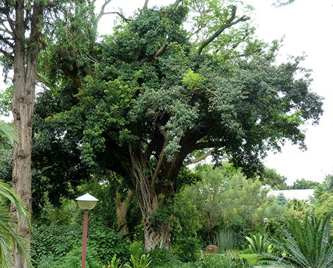 Фикус-душитель, обволакивающий Acacia galpinii