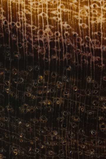 Acacia peuce - торец доски – волокна древесины