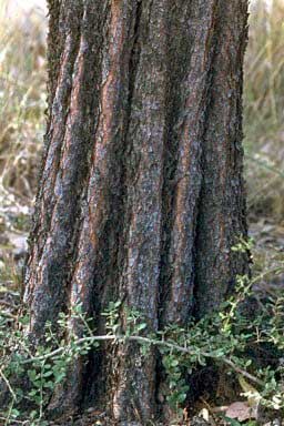Акация для копья (Acacia rhodoxylon)