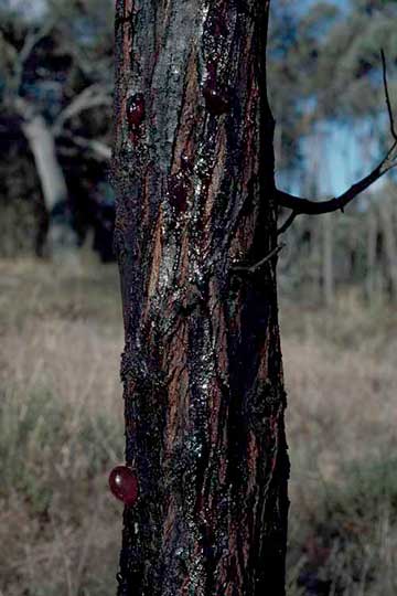 Камедь, выделяющаяся из ствола – акация серебристая (Acacia dealbata)