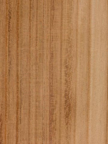 Акация серебристая (Acacia dealbata) – древесина шлифованная